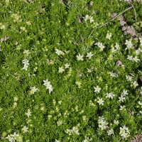 galium_cespitosum3bd