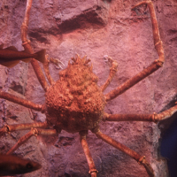 Macrocheira kaempferi (Crabe araignée géant, Crabe araignée du Japon)