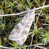 nomophila_noctuella7md