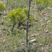 Onopordum illyricum (Onopordon d'Illyrie)