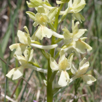 orchis_provincialis4md