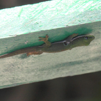 phelsuma_quadriocellata2md