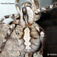 poecilotheria_regalis3ml