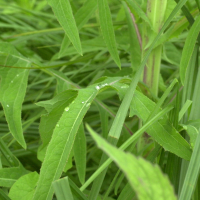 sonchus_palustris2bd