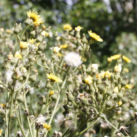 sonchus_palustris3md