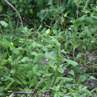 Talinum fruticosum (Grand pourprier, Talinum)