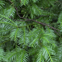 taxus_baccata2md