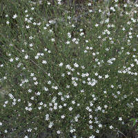 Petrorhagia saxifraga ssp. saxifraga (Tunica casse-rocher, Œillet saxifrage)