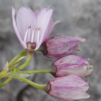 allium_narcissiflorum3md (Allium narcissiflorum)