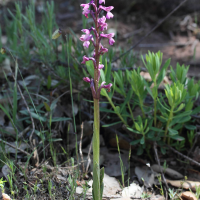 Anacamptis champagneuxii (Orchis de Champagneux)