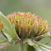 bidens_radiata4md (Bidens radiata)