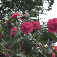 Camellia japonica (Camélia)