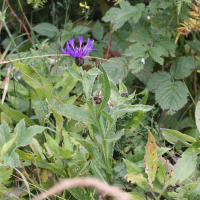 Centaurea montana (Bleuet vivace)