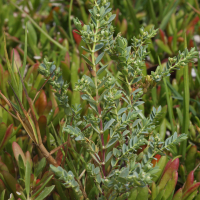 chamaesyce_mesembrianthemifolia3md (Euphorbia mesembrianthemifolia)