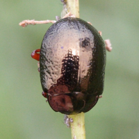 chrysolina_bankii2md (Chrysolina bankii)