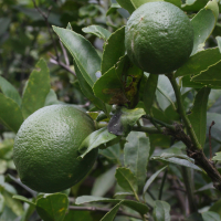 Citrus aurantifolia (Citronnier vert, Limettier)
