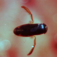 corixa_punctata2md