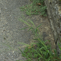 Digitaria ischaemum (Digitaire glabre)