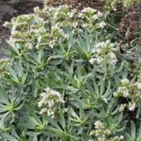 Echium_decaisnei