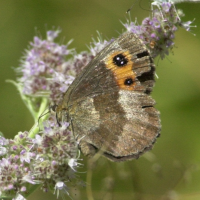 erebia_aethiops6md (Erebia aethiops)