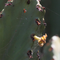 euphorbia_ingens2md (Euphorbia ingens)