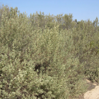 Halimium halimifolium (Hélianthème à feuille d'arroche)