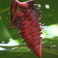 Heliconia curtispatha (Héliconia, Héliconie, Balisier)