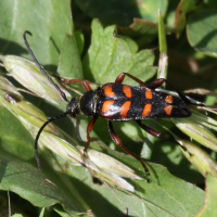 leptura_aurulenta2bd