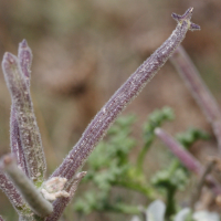 matthiola_tricuspidata3md