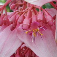 medinilla_magnifica2md