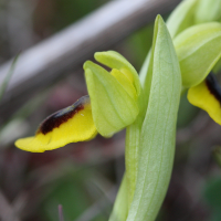 ophrys_lutea2bd