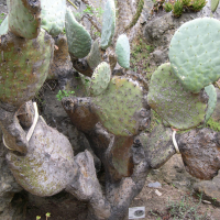 Opuntia robusta (Cactus, Figuier de Barbarie)