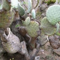 opuntia_robusta1md