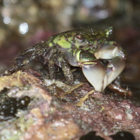 Pachygrapsus crassipes (Crabe)