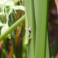 Phelsuma laticauda (Gecko vert à trois taches rouges, Gecko diurne à poussière d'or)