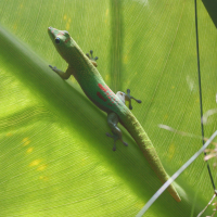 phelsuma_laticauda3md