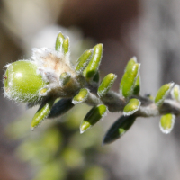 Phylica_nitida