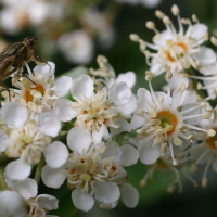 prunus_lusitanica3md