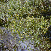 Rorippa amphibia (Cresson amphibie)