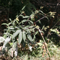 Senecio cacaliaster (Séneçon faux-cacalia)