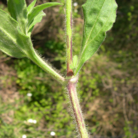 silene_latifolia4md (Silene latifolia ssp. alba)
