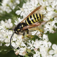 vespula_vulgaris2md (Vespula vulgaris)