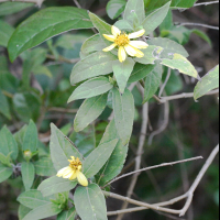 Wedelia calycina (Bouton d'or, Herbe soleil)