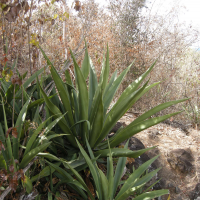 agave_caribaeicola2md (Agave caribaeicola)