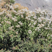 ageratina_anisochroma5md (Ageratina anisochroma)