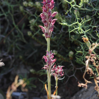 anacamptis_fragrans3bd (Anacamptis fragrans)