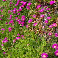 Carpobrotus_edulis