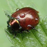 chrysolina_polita5md (Chrysolina polita)