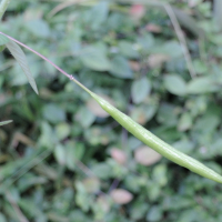 cleome_rutidosperma5md