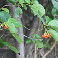 cordia_subcordata2md (Cordia subcordata)